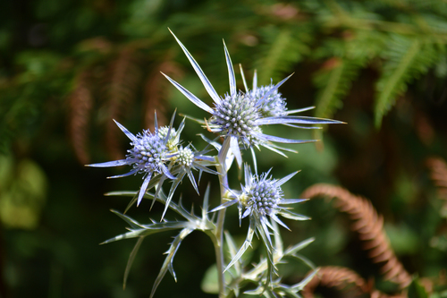 Eryngium amethystinum (Sea holly blue) — photo