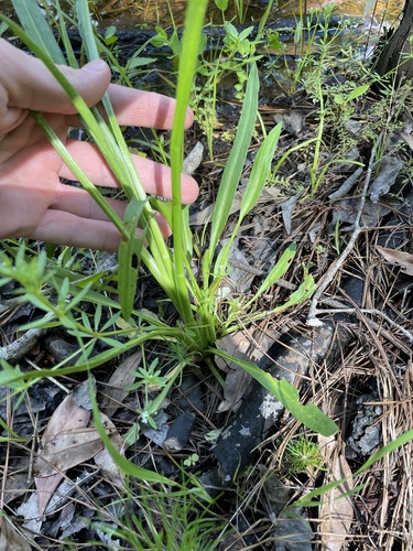 Eryngium aquaticum — photo