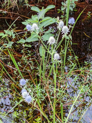 Eryngium aquaticum — photo