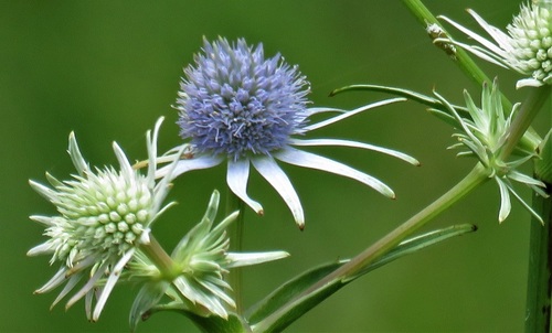 Eryngium aquaticum