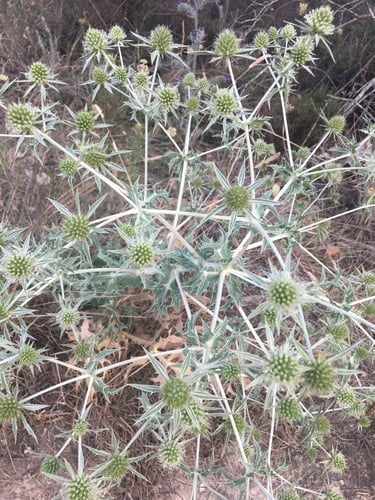 Eryngium campestre