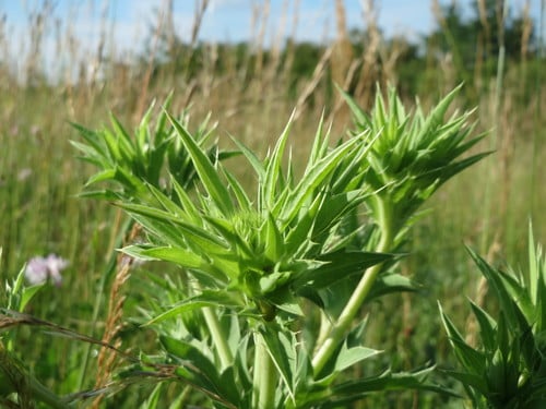Eryngium campestre (Field eryngo) — photo
