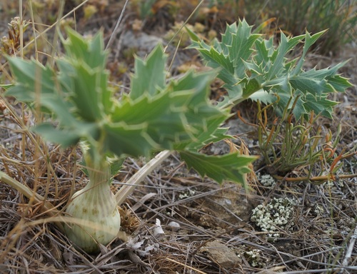 Eryngium campestre var. virens