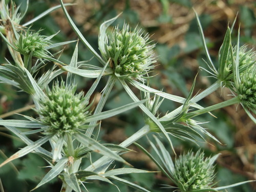 Eryngium campestre var. virens (Devetabani) — photo