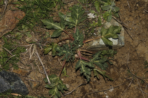 Eryngium creticum (Crete eryngo) — photo