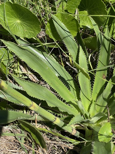 Eryngium elegans — photo