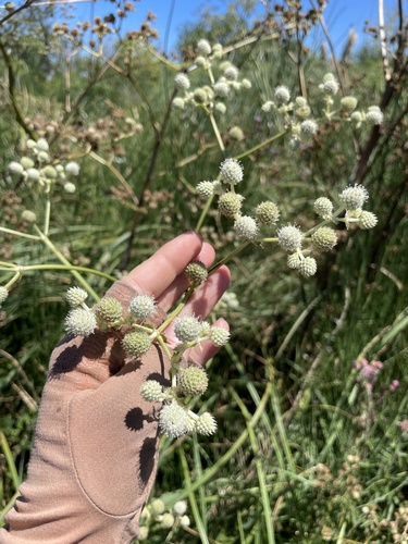 Eryngium elegans