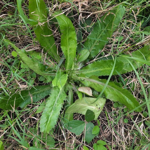 Eryngium foetidum (Sawtooth Coriander) — photo