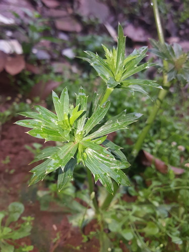 Eryngium foetidum (Sawtooth Coriander) — photo