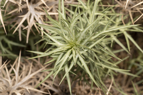 Eryngium glomeratum (Pagkalos) — photo