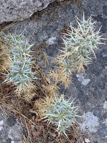 Eryngium glomeratum