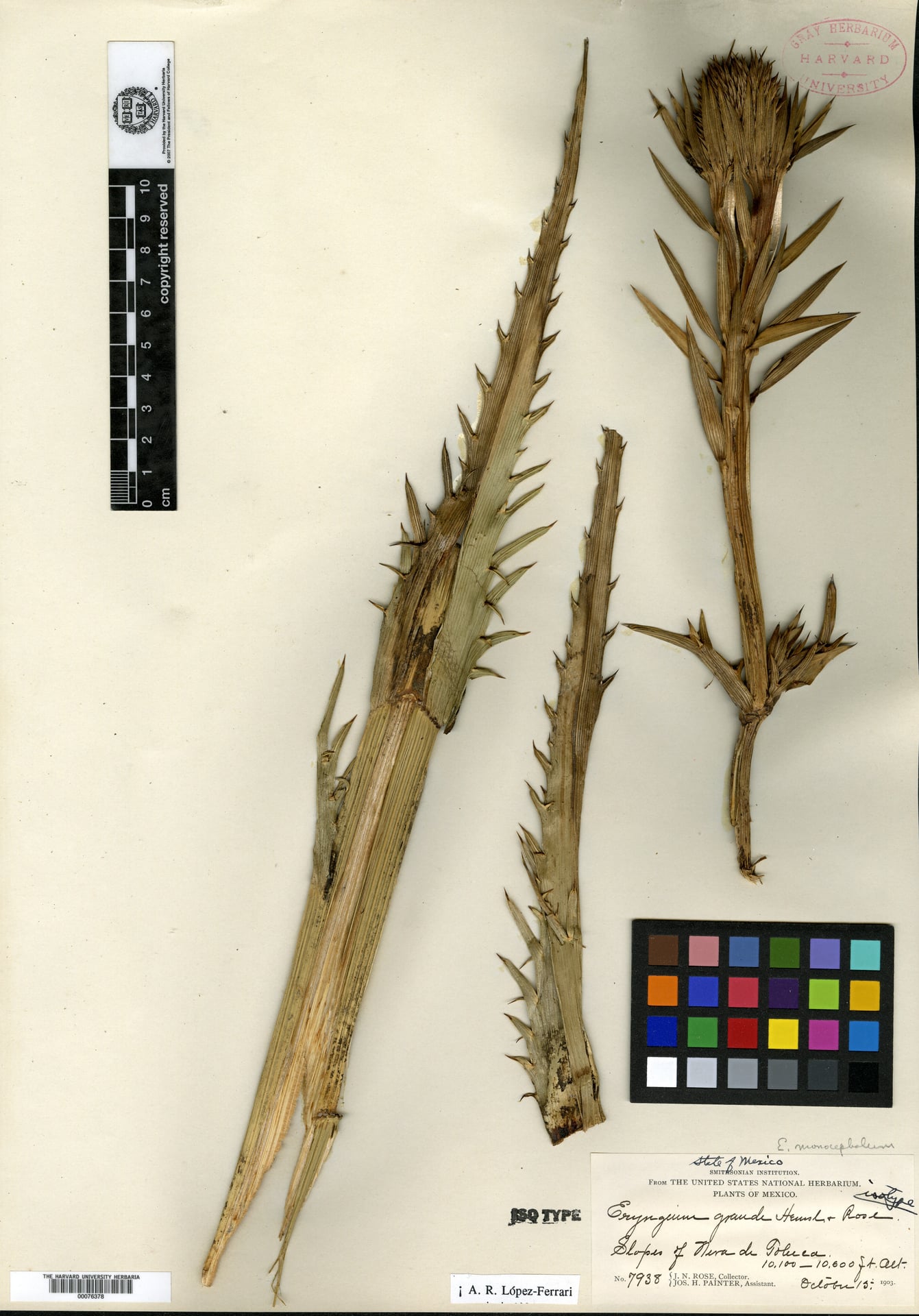 Eryngium grande