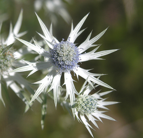Eryngium heterophyllum — photo