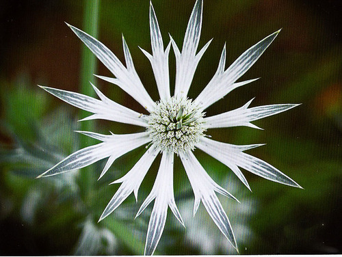 Eryngium heterophyllum — photo