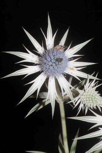 Eryngium heterophyllum