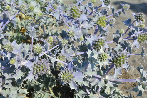 Eryngium maritimum (Sea Holly) — photo