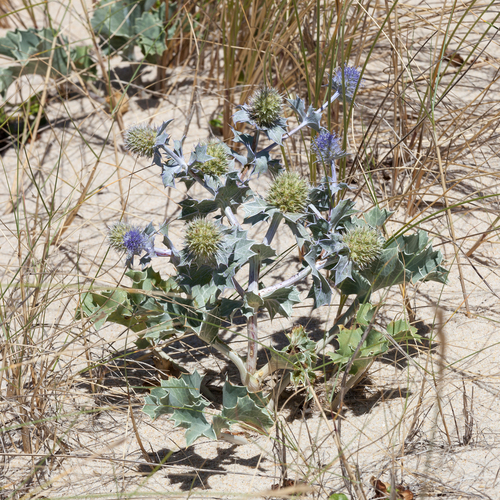 Eryngium maritimum (Sea Holly) — photo