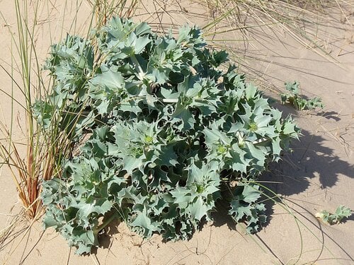 Eryngium maritimum