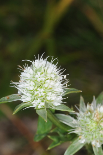 Eryngium nudicaule — photo