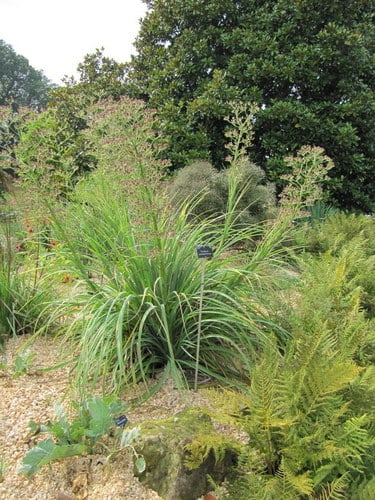 Eryngium pandanifolium — photo