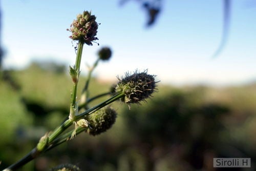 Eryngium pandanifolium — photo