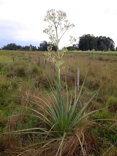 Eryngium pandanifolium