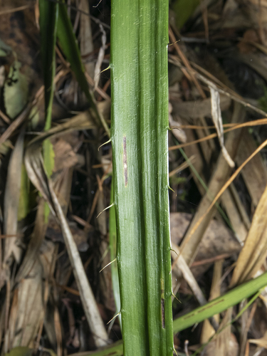 Eryngium paniculatum — photo