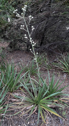 Eryngium paniculatum — photo