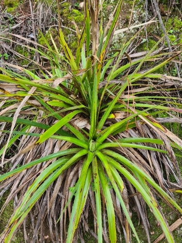 Eryngium paniculatum