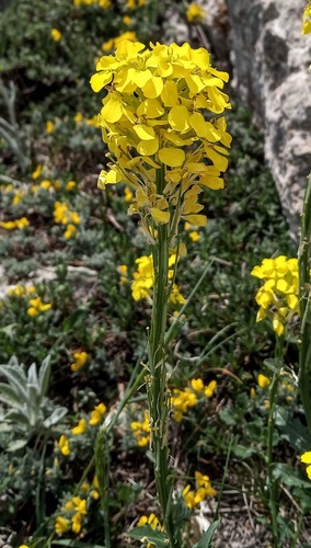 Erysimum cuspidatum — photo