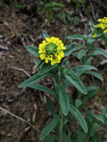 Erysimum cuspidatum — photo