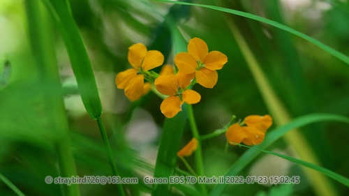 Erysimum perofskianum — photo