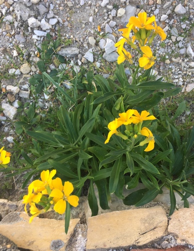 Erysimum x cheiri — photo