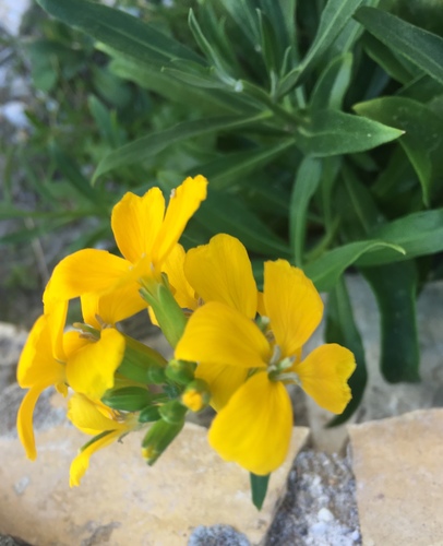 Erysimum x cheiri — photo