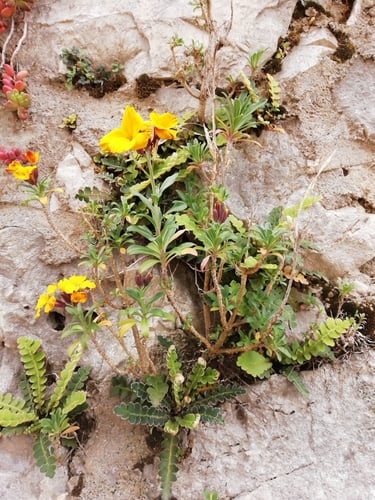 Erysimum x cheiri