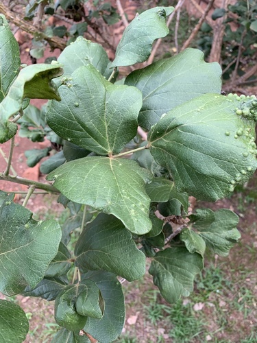 Erythrina abyssinica (Red hot poker tree) — photo