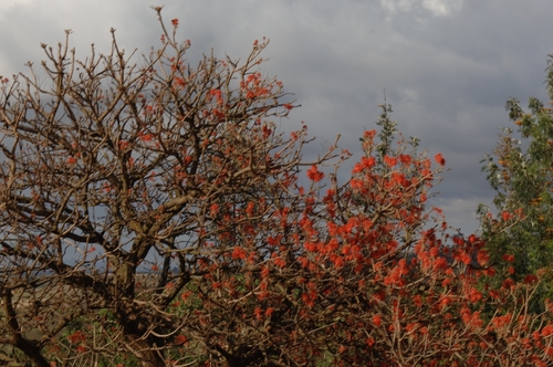 Erythrina abyssinica (Red hot poker tree) — photo