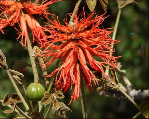 Erythrina abyssinica