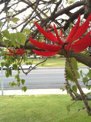 Erythrina americana (American coralbean) — photo