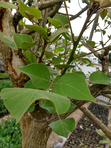 Erythrina americana (American coralbean) — photo
