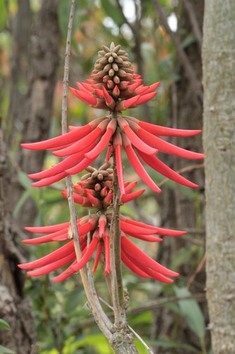 Erythrina americana