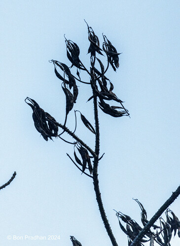 Erythrina arborescens (Sunshine coral tree) — photo