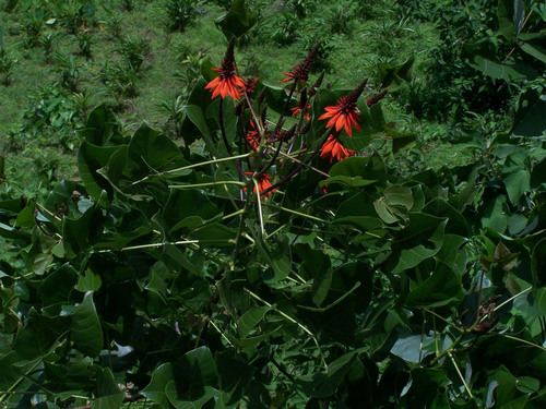 Erythrina arborescens