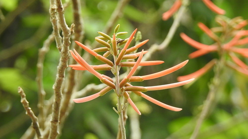 Erythrina berteroana (Coral bean) — photo