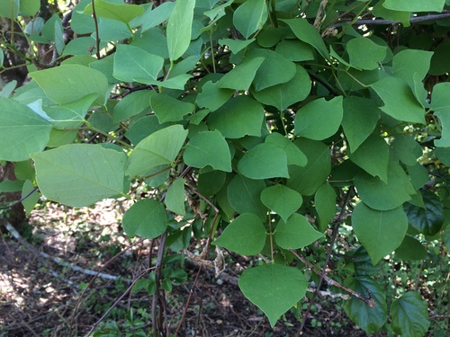 Erythrina berteroana (Coral bean) — photo