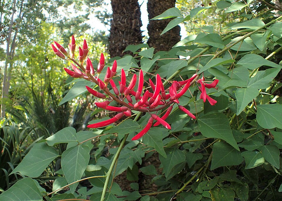 Erythrina bidwillii (Bidwill's coral tree) — photo