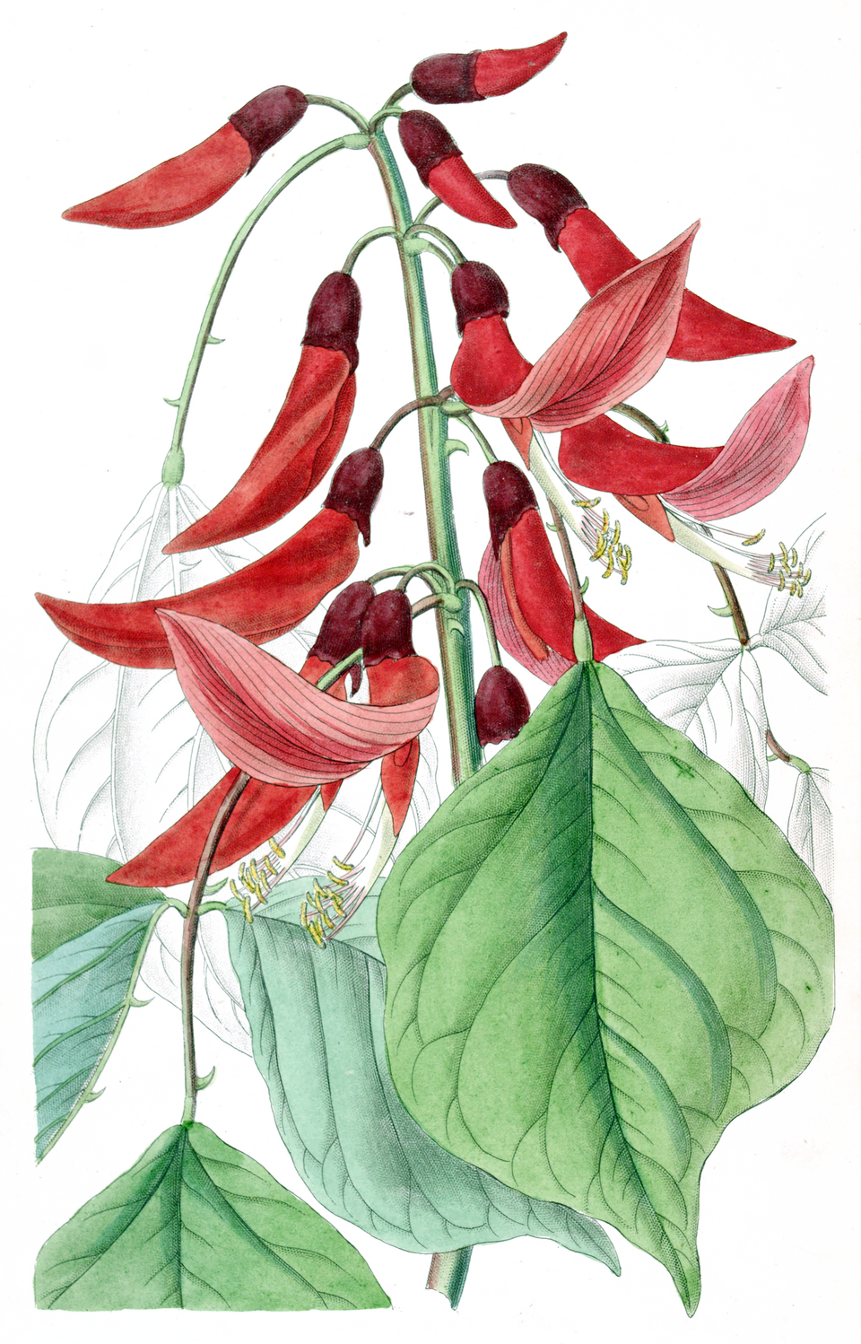 Erythrina bidwillii
