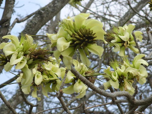 Erythrina caffra (Cape kaffirboom) — photo