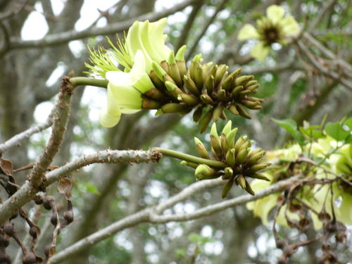 Erythrina caffra (Cape kaffirboom) — photo