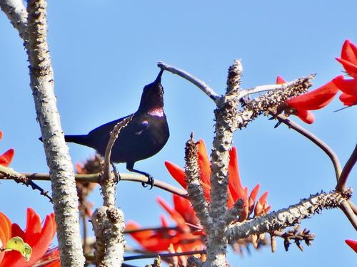 Erythrina caffra